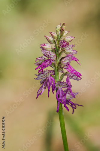 Hybrid orchid, orchis italica x orchis anthropophora = orchis bivonae tod, Andalusia, Spain. photo