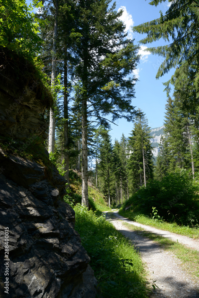 Fototapeta premium chemin de foret en montagne 