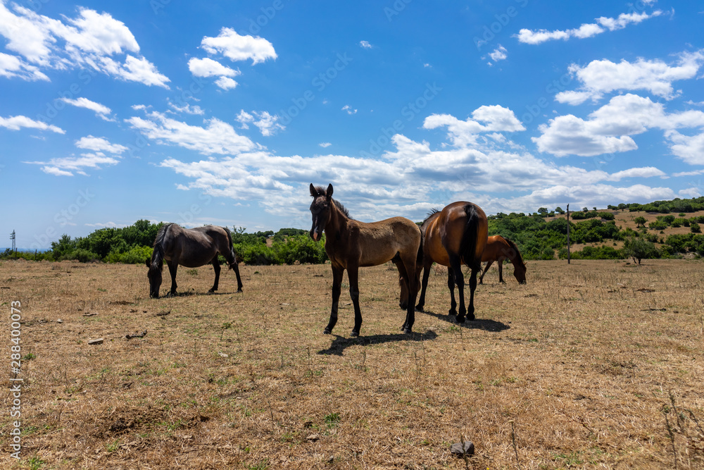 Fototapeta premium Wild horses from Cape Emine. The Bulgarian Black Sea Coast.