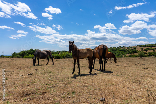 Wild horses from Cape Emine. The Bulgarian Black Sea Coast.