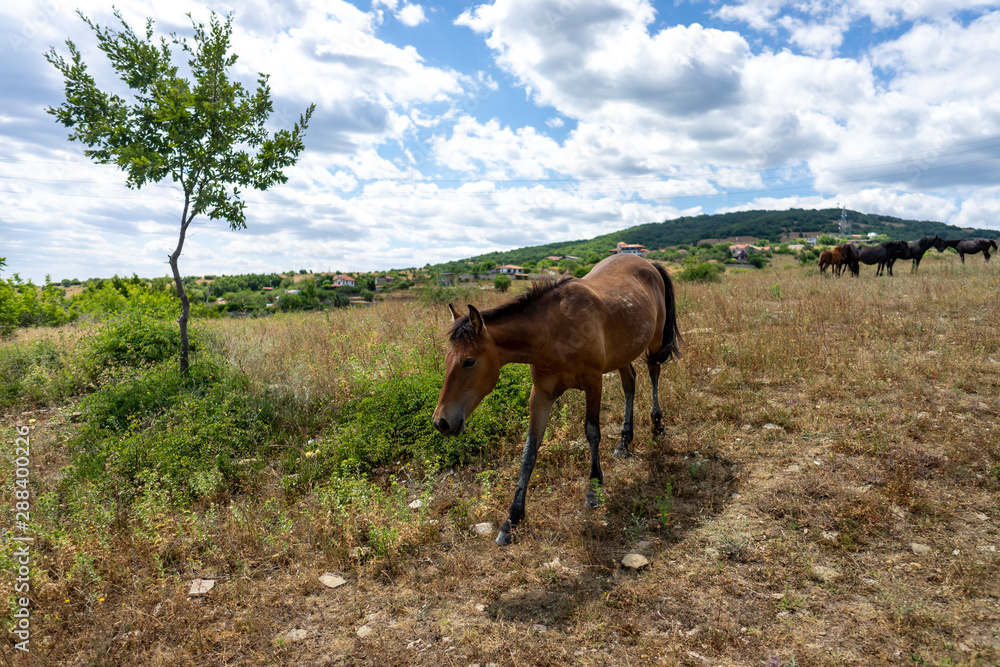 Lone wild horse from Cape Emine. The Bulgarian Black Sea Coast. Lone wild horse from Cape Emine. The Bulgarian Black Sea Coast.