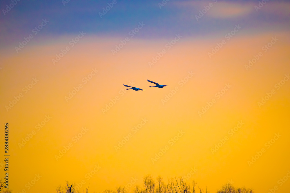 geese flying in the sky
