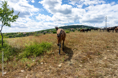 Lone wild horse from Cape Emine. The Bulgarian Black Sea Coast.