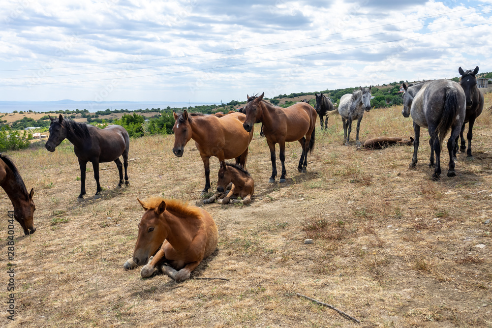 Fototapeta premium Wild horses from Cape Emine. The Bulgarian Black Sea Coast.