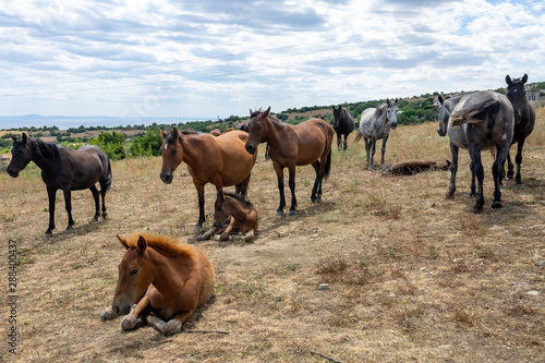 Wallpaper Mural Wild horses from Cape Emine. The Bulgarian Black Sea Coast. Torontodigital.ca