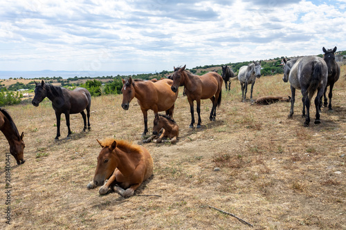 Wild horses from Cape Emine. The Bulgarian Black Sea Coast.