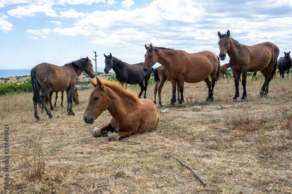 Wild horses from Cape Emine. The Bulgarian Black Sea Coast.