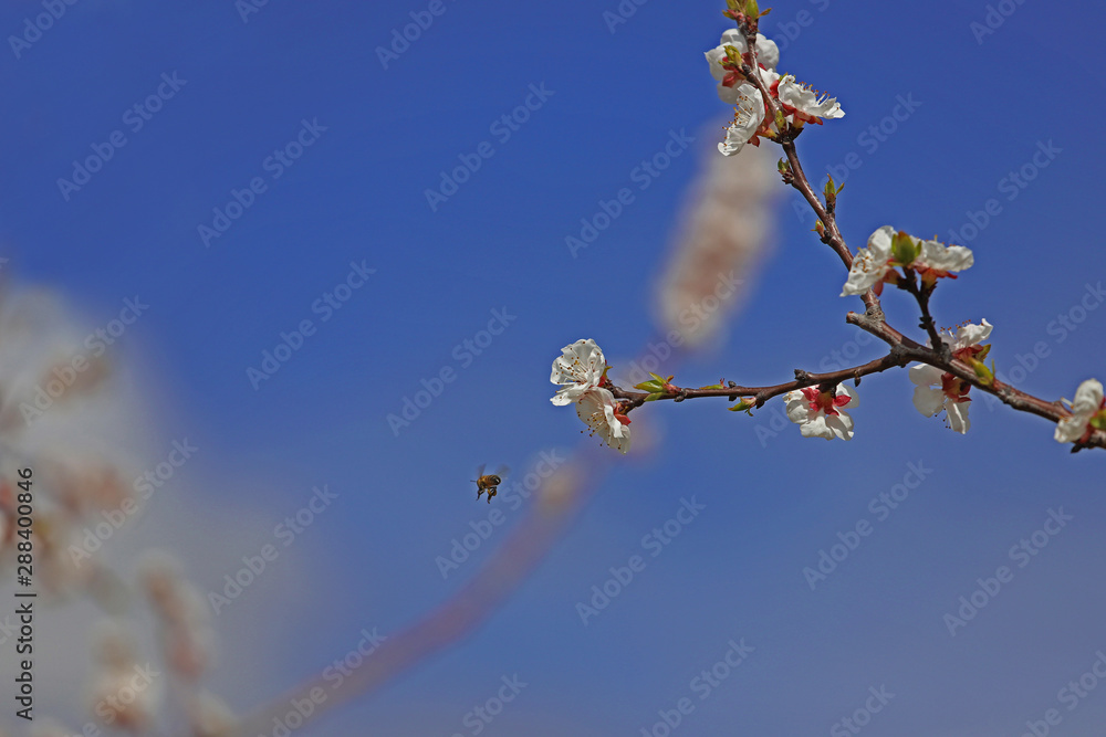 Apricot trees and blossoms
