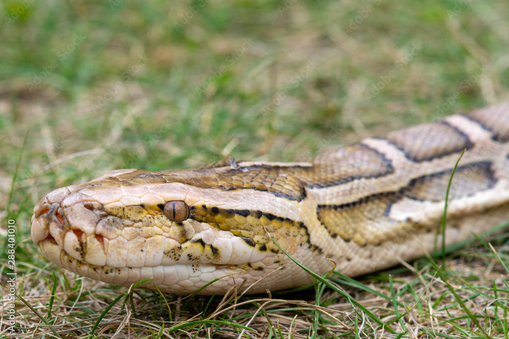 Strangler snake's head Strangler snake's head