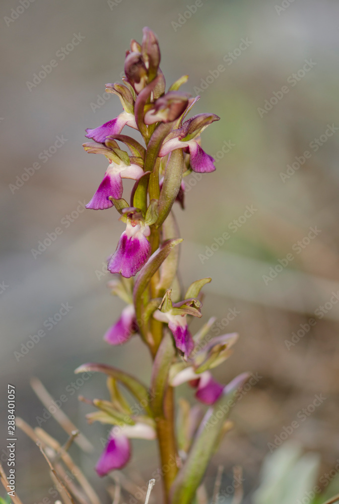 Fan-lipped Orchid, Orchis saccata also known as Orchis collina, wild orchid in Andalusia, Southern Spain Fan-lipped Orchid, Orchis saccata also known as Orchis collina, wild orchid in Andalusia, Southern Spain