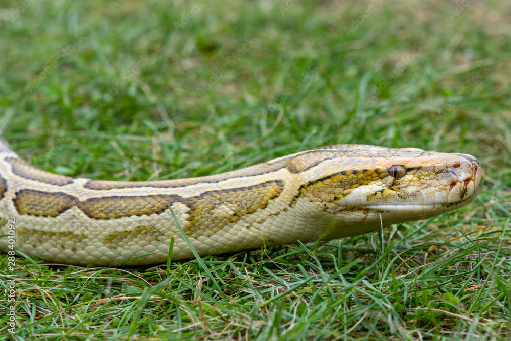 Strangler snake's head Strangler snake's head