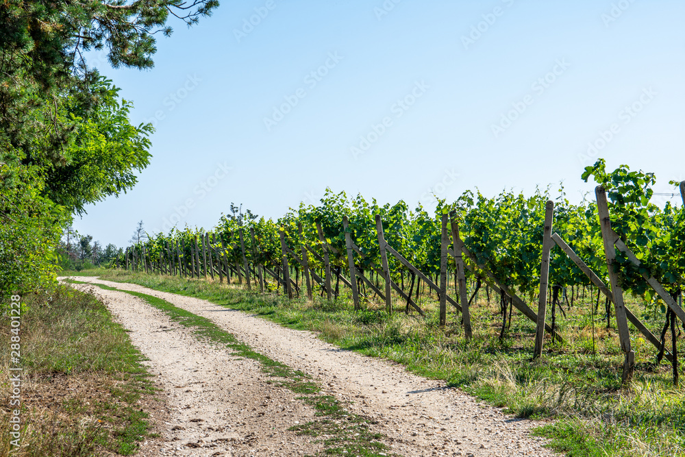 Naklejka premium South moravian vineyards in Podyji