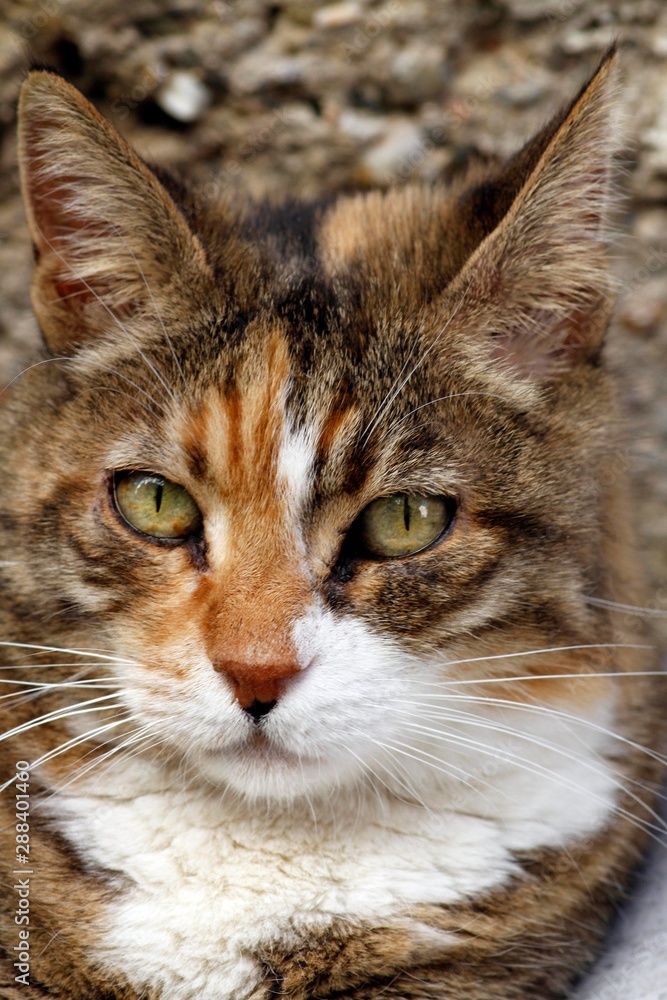 Cute and beautiful house cat in the garden. Cat resting in the garden.
