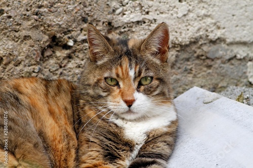 Cat poses while photo is taken. Cute and beautiful house cat in the garden. Cat resting in the garden. © Saim