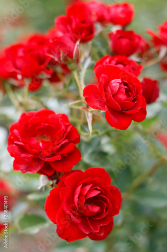 red garden roses on a Bush close-up © eevlada