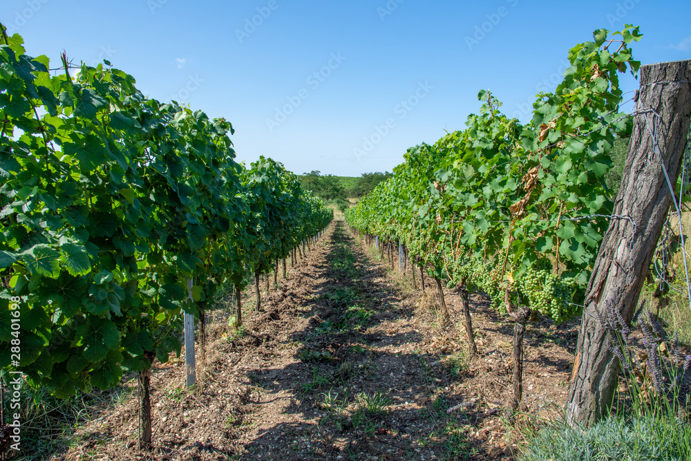 South moravian vineyards in Podyji