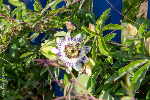Die Blaue Passionsblume (Passiflora caerulea) ist eine Pflanzenart aus der artenreichen Gattung der Passionsblumen (Passiflora)