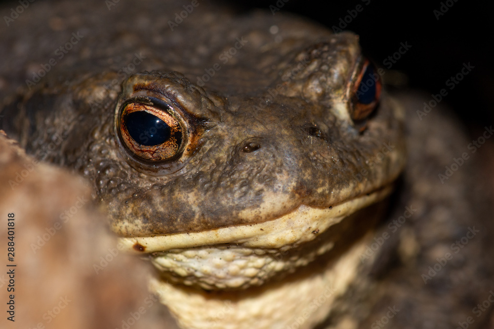 Fototapeta premium Detail of common toad