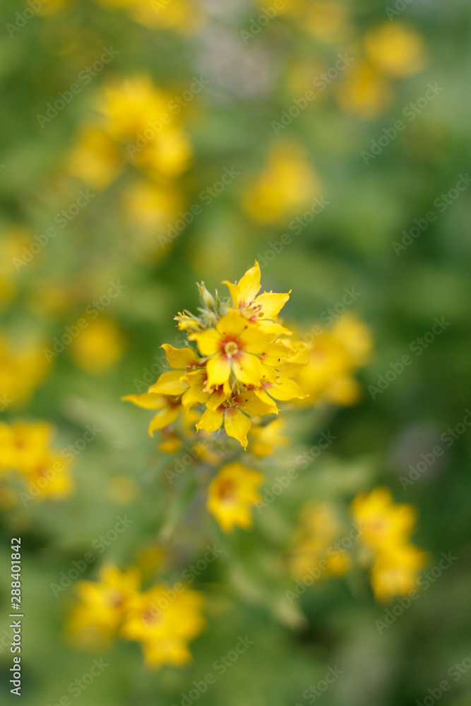 yellow flowers on green background of grass yellow flowers on green background of grass