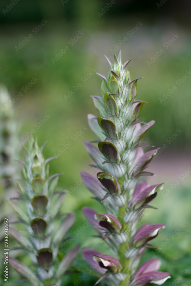 the inflorescence is a spike with the seeds of field plants closeup the inflorescence is a spike with the seeds of field plants closeup