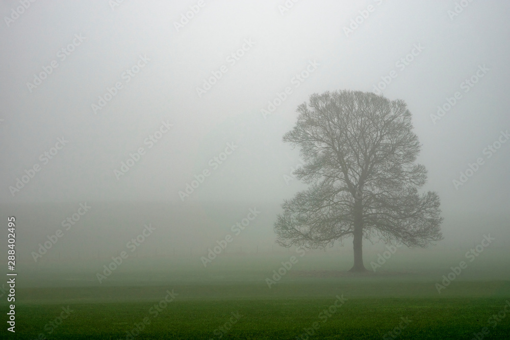 A tree is enveloped by mist near Malham, West Yorkshire A tree is enveloped by mist near Malham, West Yorkshire