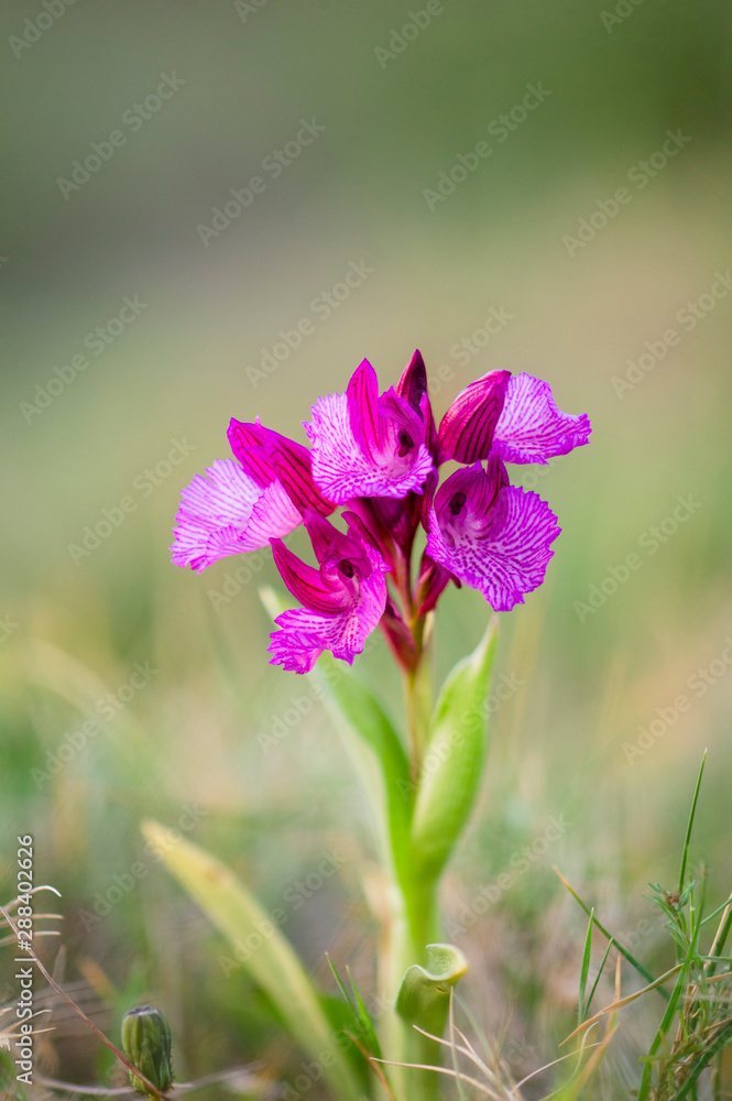 Pink Butterfly Orchid, Orchis papilionacea, Andalusia, Spain Pink Butterfly Orchid, Orchis papilionacea, Andalusia, Spain