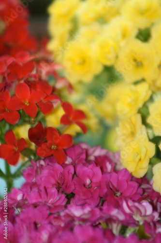 Red, Pink and Yellow Flowers