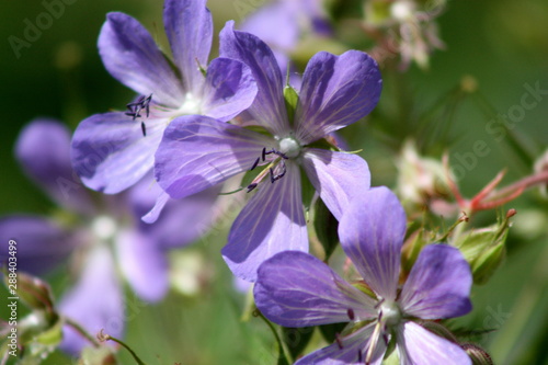 Five Petal Purple Flower 