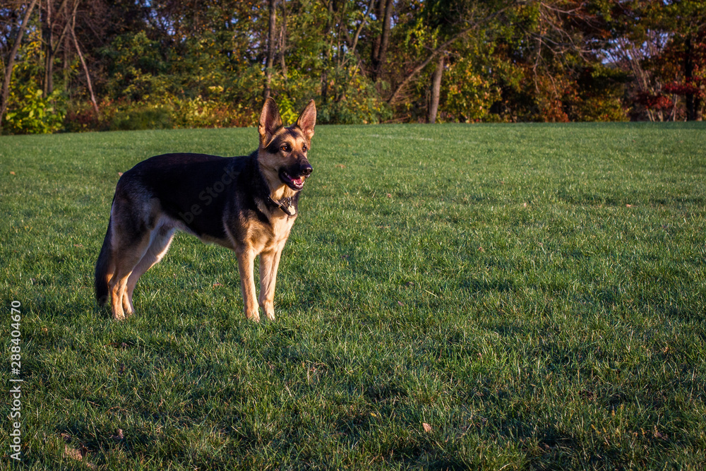 German Shepherd Standing Alertly in the Grass in the Late Afternoon Sun German Shepherd Standing Alertly in the Grass in the Late Afternoon Sun