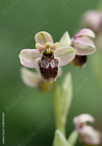 Hybrid orchid, ophrys bombyliflora x tenthredinifera, (Ophrys x sommieri), Andalusia, Spain. photo