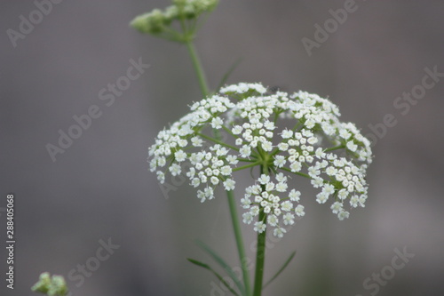 Queen Ann's Lace 
