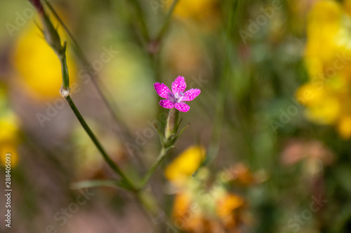 deptford pink