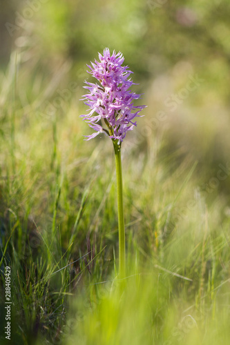 Naked Man Orchid  Orchis italica  Andalusia  Southern Spain.