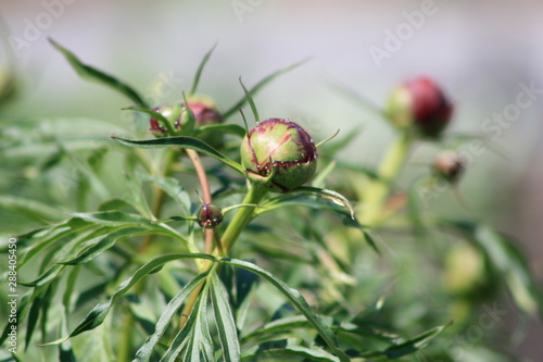 Peony Buds 