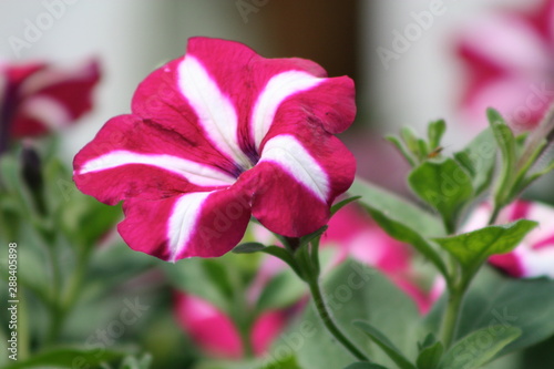 Petunia