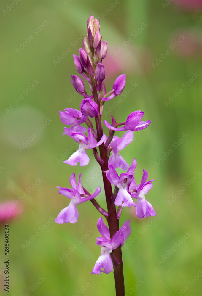 Lange's Orchid, Orchis langei, Orchis mascula subsp. laxifloriformis in flower, Ojen, Andalucia, Spain Lange's Orchid, Orchis langei, Orchis mascula subsp. laxifloriformis in flower, Ojen, Andalucia, Spain