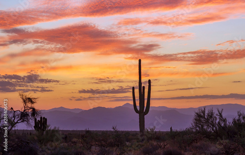 Desert Sunrise With Cactus & Purple Mountains