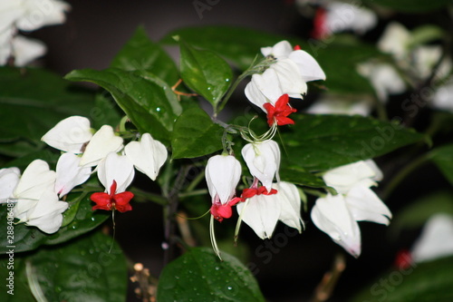 White Chinese Lantern Flower 