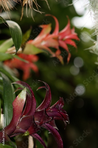 Purple Tropical Plant 