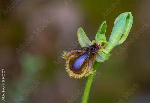 Fotografía Ophrys vernixia, Ophrys speculum subsp