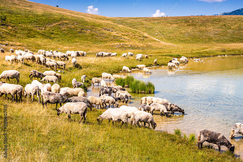 Obraz premium Sheep drinking of Vrazje lake in National Park Durmitor, Montenegro