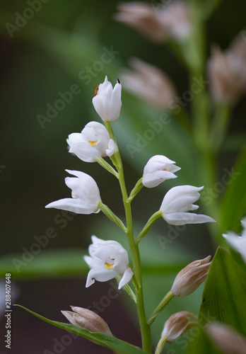 Narrow-leaved Helleborine or Sword-leaved Helleborine, Cephalanthera longifolia, Andalusia, Spain.