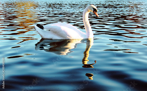 Swan swimming in the lake in Hyde Park in London, during a warm spring afternoon. 
