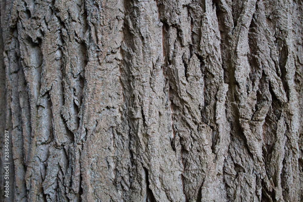 rough tree bark texture close up rough tree bark texture close up