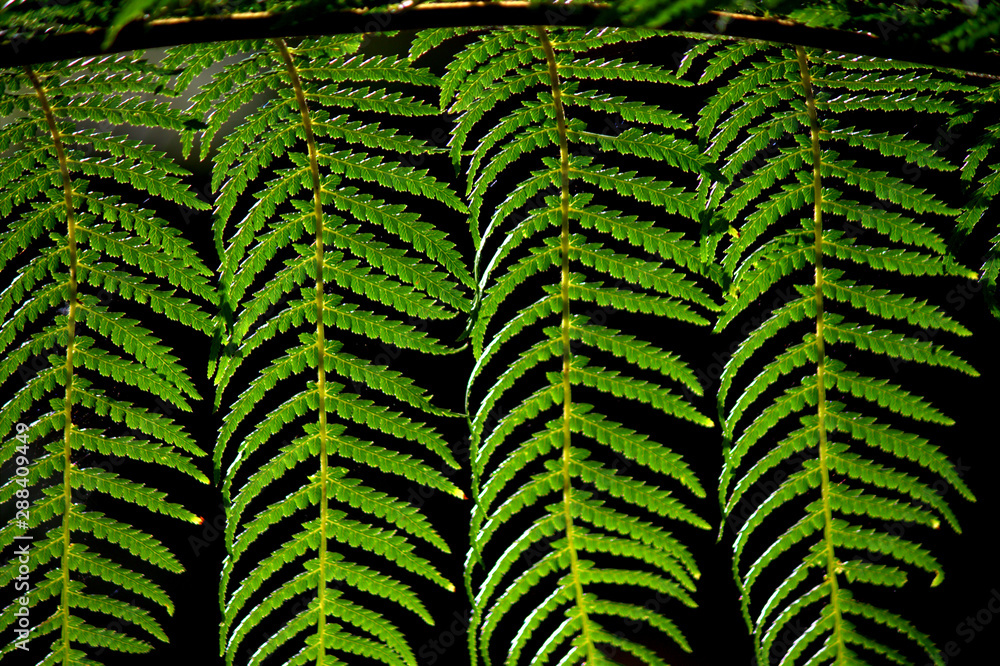 green leaf background of fern leaves green leaf background of fern leaves