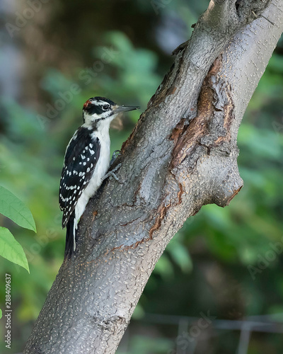 Hairy Woodpecker Perched on a Tree in Alaska photo