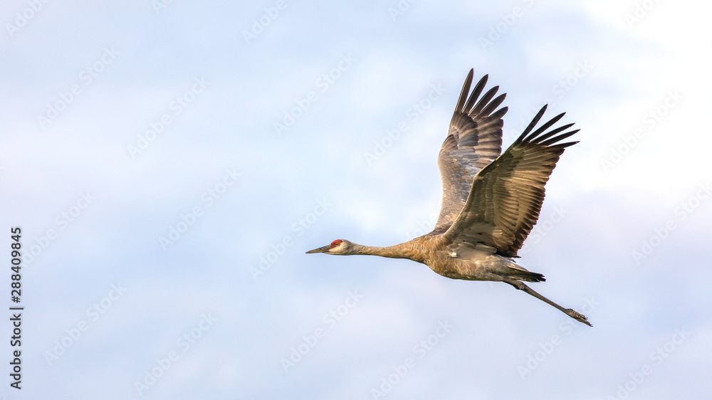 Fototapeta premium Lesser Sandhill Crane Flying in Alaska