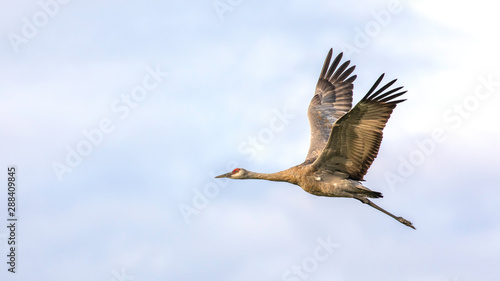 Lesser Sandhill Crane Flying in Alaska © Dee Carpenter