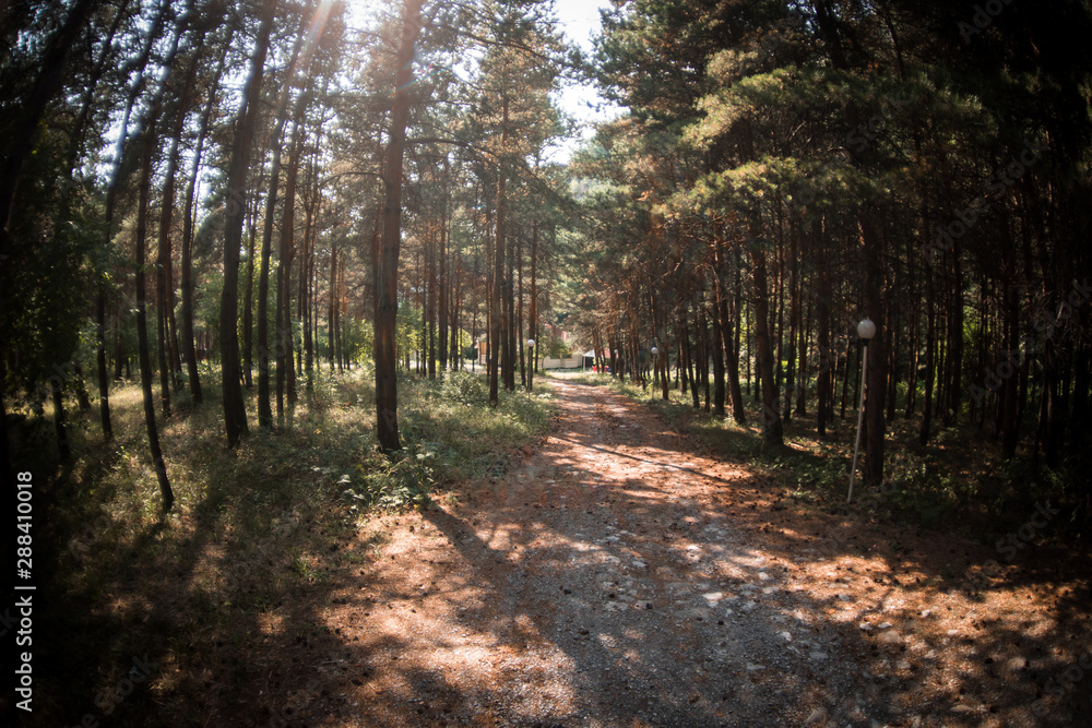 Forest landscape.Beautiful forest nature. Tall old pine trees. Summer sunny day. Forest landscape.Beautiful forest nature. Tall old pine trees. Summer sunny day.