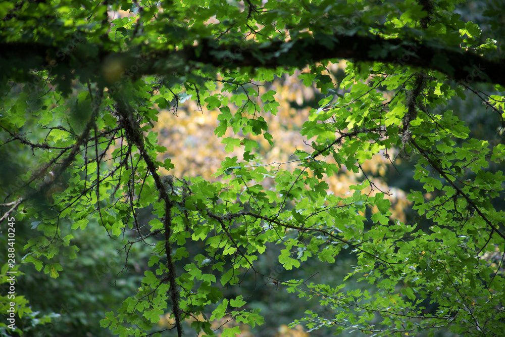 Leaves twigs green and yellow color beautiful background. Summer forest. Nature of Azerbaijan close up.